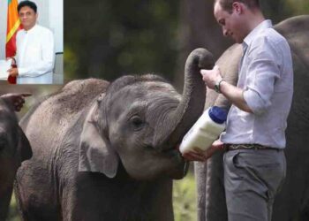 Opposition Leader Sajith Premadasa Seeks Prince of Wales’ Support for Human-Elephant Conflict in Sri Lanka