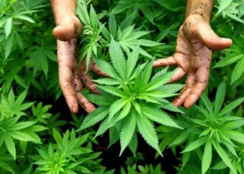 Government Approves Seven Foreign Investors to Cultivate Cannabis for Export Under Strict Conditions