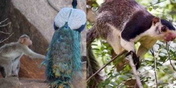 Sri Lanka Tests Sound Wave Technology to Repel Wild Elephants and Monkeys