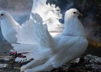 32 Pigeons Stolen from Dehiwala National Zoo; Police Launch Investigation