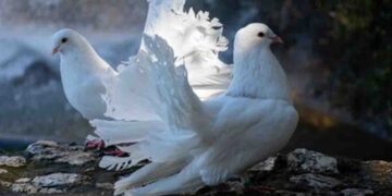 32 Pigeons Stolen from Dehiwala National Zoo; Police Launch Investigation