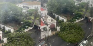 Large Tree Falls Near Presidential Palace in Colombo Fort Amid Heavy Rain