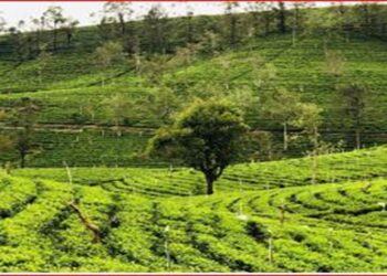 T-SHADE Plants 7,000 Trees to Nurture Climate-Resilient Tea Plantations