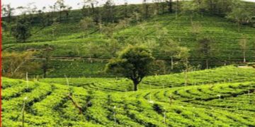 T-SHADE Plants 7,000 Trees to Nurture Climate-Resilient Tea Plantations