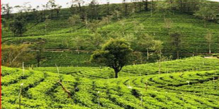 T-SHADE Plants 7,000 Trees to Nurture Climate-Resilient Tea Plantations