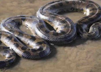 Yellow Anaconda Found at Dehiwala National Zoo After 10 Days Missing