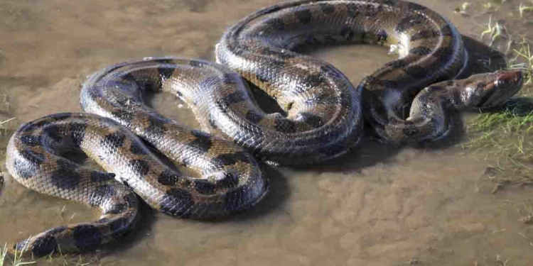 Yellow Anaconda Found at Dehiwala National Zoo After 10 Days Missing