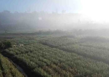 Snowfall Enchants Nuwara Eliya: Stunning White Mornings Delight Tourists