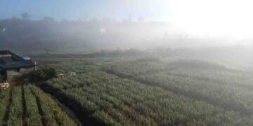 Snowfall Enchants Nuwara Eliya: Stunning White Mornings Delight Tourists