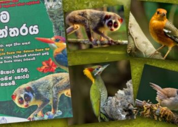 You Don’t Have to Travel Hundreds of Kilometres to See a Rainforest and Wildlife. Just Go to Homagama!