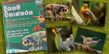 You Don’t Have to Travel Hundreds of Kilometres to See a Rainforest and Wildlife. Just Go to Homagama!