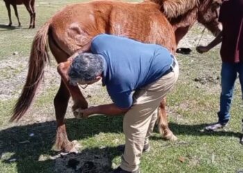 Support Programme Launched for Nuwara Eliya Pony Owners Amid Disaster Challenges