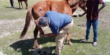 Support Programme Launched for Nuwara Eliya Pony Owners Amid Disaster Challenges