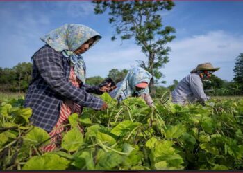 UNDP Sri Lanka Launches next iteration of Giving Facility for Flood Relief and Livelihoods Support Following Cyclone Ditwah