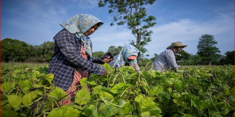UNDP Sri Lanka Launches next iteration of Giving Facility for Flood Relief and Livelihoods Support Following Cyclone Ditwah