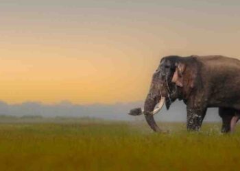 Nature’s Warning to Sri Lanka: Environmental Destruction and a Nation at Risk