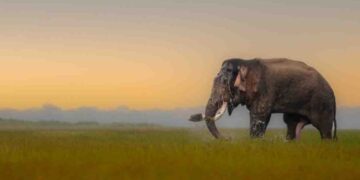Nature’s Warning to Sri Lanka: Environmental Destruction and a Nation at Risk