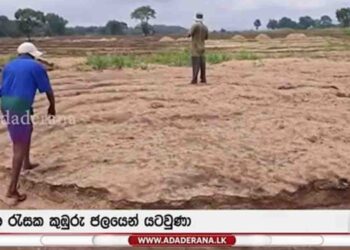 Floods Destroy Thousands of Acres of Paddy Fields, Farmers Seek Immediate Assistance
