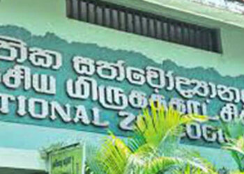 Yellow Anaconda Hatchling Reported Missing from Dehiwala Zoo After Customs Seizure
