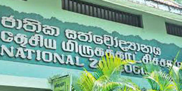 Yellow Anaconda Hatchling Reported Missing from Dehiwala Zoo After Customs Seizure