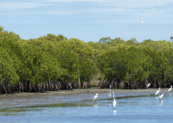 Government Rescinds Controversial Wedithalathivu Nature Reserve Gazette, Supreme Court Informed