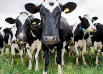 311,805 Livestock Lost in Kurunegala Due to Cyclone Ditva