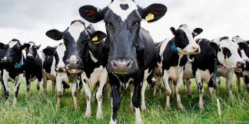 311,805 Livestock Lost in Kurunegala Due to Cyclone Ditva
