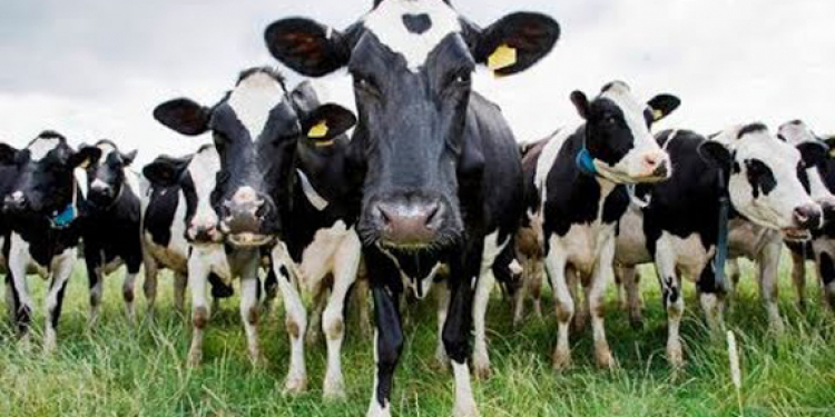 311,805 Livestock Lost in Kurunegala Due to Cyclone Ditva