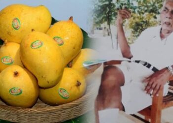 Sri Lanka’s TJC Mango: The Fruit That Conquered the Global Market