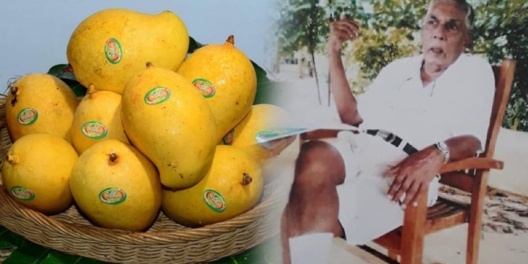 Sri Lanka’s TJC Mango: The Fruit That Conquered the Global Market