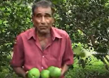 Orange Growers in Bibila Struggle as Imported Oranges Drive Down Local Prices