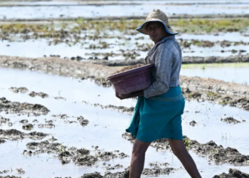 Sri Lanka Faces Fertiliser Crisis Amid Gulf Conflict and Rising Global Prices