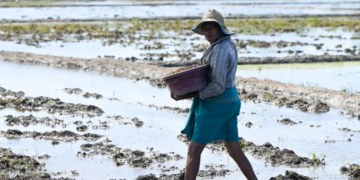 Sri Lanka Faces Fertiliser Crisis Amid Gulf Conflict and Rising Global Prices