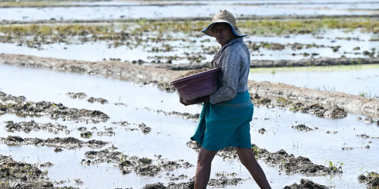 Sri Lanka Faces Fertiliser Crisis Amid Gulf Conflict and Rising Global Prices