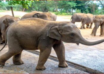 World Wildlife Day 2026: From Rescue to Rewilding, Kalo’s Journey Continues