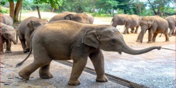 World Wildlife Day 2026: From Rescue to Rewilding, Kalo’s Journey Continues