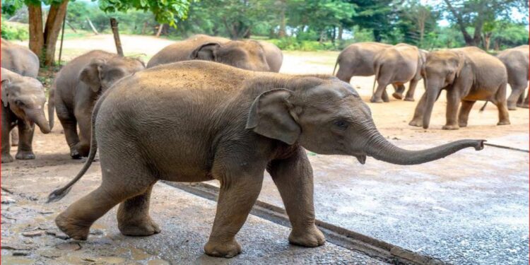 World Wildlife Day 2026: From Rescue to Rewilding, Kalo’s Journey Continues