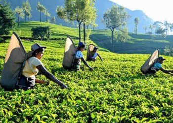 Tea Exporters Warn of $10–15M Weekly Loss Amid Middle East Conflict