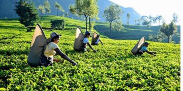 Sri Lanka Tea Industry Crisis: Drought and Middle East Conflict Impact Exports