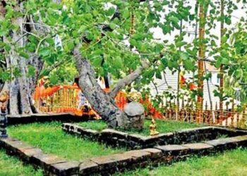 Jaya Sri Maha Bodhi: The World’s Oldest Living Tree with a Recorded History