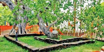 Jaya Sri Maha Bodhi: The World’s Oldest Living Tree with a Recorded History