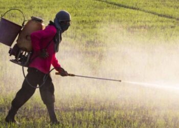 Farmers in Polonnaruwa and Habarana Face Severe Hardship Due to Rising Fertilizer Prices