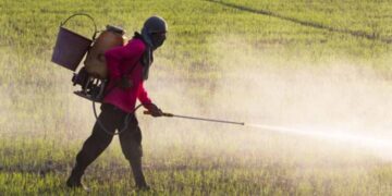 Farmers in Polonnaruwa and Habarana Face Severe Hardship Due to Rising Fertilizer Prices