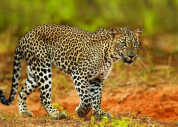 This Is How Lucas the Tiger, a Revenue Gem, Is Being Treated? Nayanaka Exposes Safari Jeep Misuse