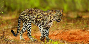 This Is How Lucas the Tiger, a Revenue Gem, Is Being Treated? Nayanaka Exposes Safari Jeep Misuse