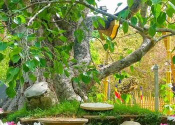 Sri Maha Bodhi in Serious Danger! Tree Could Even Die, Unauthorized Work Causing Major Environmental Changes, Big Revelation During Vesak Week