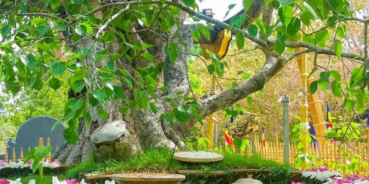 Sri Maha Bodhi in Serious Danger! Tree Could Even Die, Unauthorized Work Causing Major Environmental Changes, Big Revelation During Vesak Week