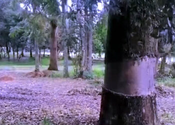 Alleged Large-Scale Environmental Destruction at Historic Nuwara Eliya Golf Course Triggers Public Outrage and Calls for Justice