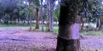 Alleged Large-Scale Environmental Destruction at Historic Nuwara Eliya Golf Course Triggers Public Outrage and Calls for Justice