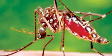 National Dengue Control Week Begins Today Amid Rapid Rise in Dengue Cases